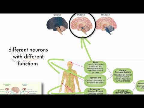 Anatomy & Physiology: Structures of the Nervous System