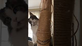 Adorable Cute and Majestic MaineCoon Cat | Scratching Post Chin Rubs and Meows | #shorts