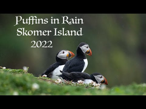 Puffins in Rain 120 FPS