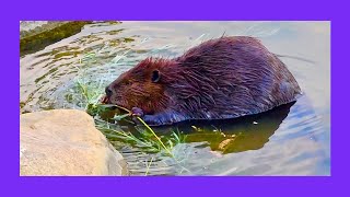 Watch a Beaver Find Dinner on the Rocks