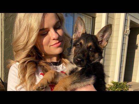 We Got A Puppy!!! |Shane & Hannah