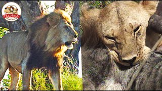 [Reprint Edition] A young male lion must go through a difficult ordeal! His mother harshly pushes...