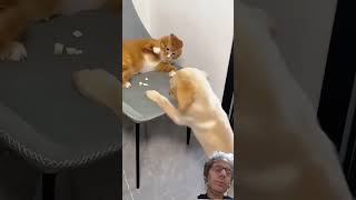 Les animaux domestiques ne sont pas tout le temps gentils. Qu'en pensez-vous? #cat #dog #pet #animal