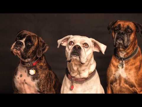 ‘Puppy Dog Eyes’ Are Far More Complex Than Biologists Thought