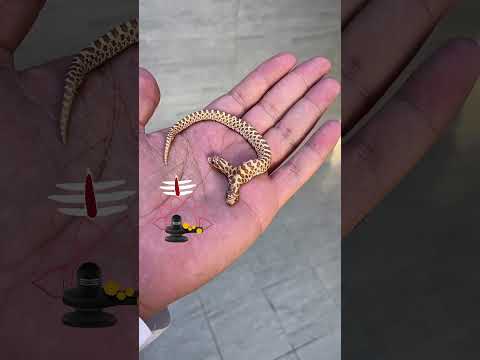 🙏 Mahadev Ji Ka Kripa 🙏 | #shortyoutubeviralvideo #trendingshorts2023 #short