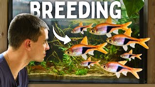 Harlequin Rasbora Breeding Secrets – What No One Tells You!