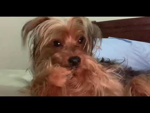 #ASMR Cachorro Yorkie Terrier mordiendo su patita y uñas