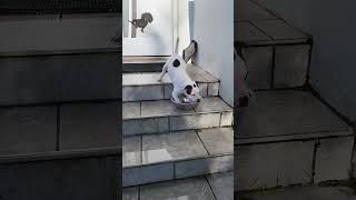 #funny#funnydogs#dog#pet #dogcat#dogshorts#doglover#funnyvideo#fypc