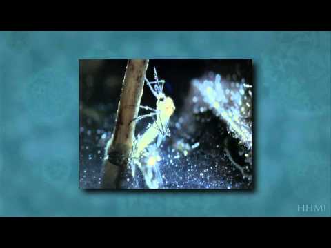 Camino Verde: Ciclo de vida del mosquito Aedes Aegypti