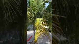 Day Trading Summer #futurestrading #propfirms #daytradinglive