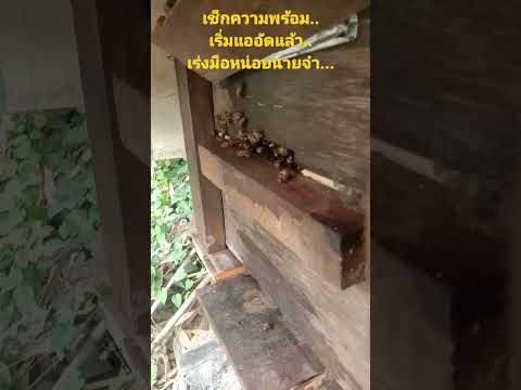 เช็คความพร้อม หน้าทางเข้าเริ่มแออัดกันแล้วครับ  เร่งมือกันหน่อยเร๊ววว....😍😍😍😍🤟🤟🤟🥰🥰