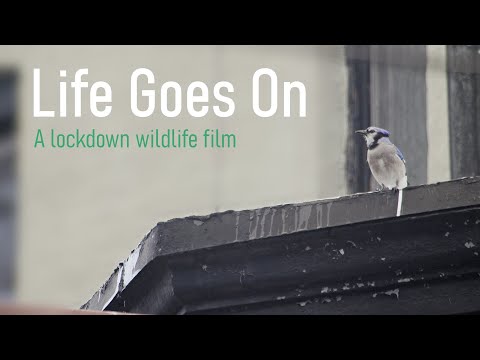 Life Goes On