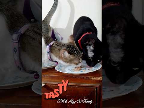 Cats taking pleasure in treats - Sushi & Charcoal 😋😍😋 #treats #shorts #cat