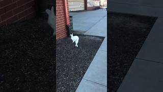 Bunny does a super binky