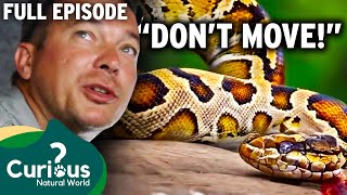 Python Hunters vs. Invasive Reptiles in the Everglades: Wildlife Conservation Documentary