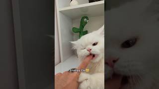 Grumpy Cat Bite😼 #grumpycat #funnycat ##cutecat