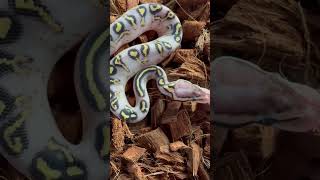Rare royal python (ball python) #snakes #snakebreeder #ballpython #royalpythons #pets #pets #shorts