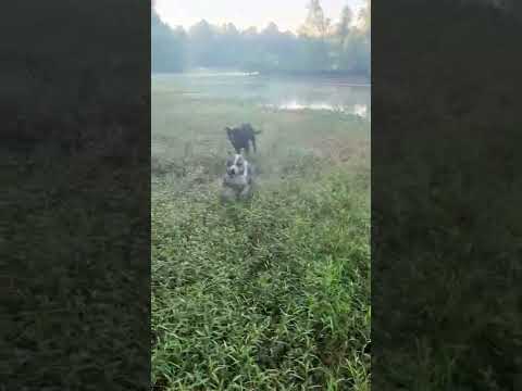 Intense game of tag in our real life dreamscape ! #nature #relaxing #dog #naturesounds #shorts #cute