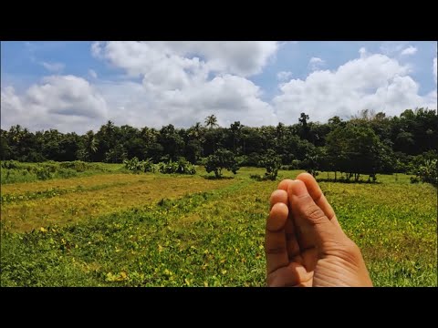 Kerala is sooo Goddam beautiful