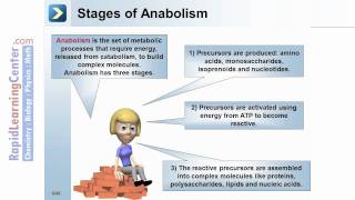 Rapid Learning:  Metabolism - What is Metabolism?