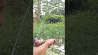 SEPAT SEGEDE SANDAL #videoshort #mancingikan #shorts #mancingjaring