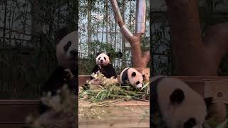#PandaClub #Shorts #panda #CutePandas #FunnyPandas #PandaLovers