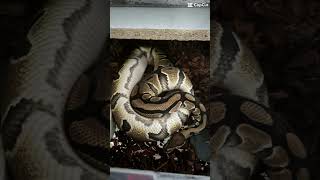 Building follicles🤞🏻#reels #reptiles #ballpythonmorph #reptilelove #piedballpython #animals #snake