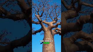 Mystery of Baobab Trees: Africa's Upside-Down Marvels! 🌍 #viral #shorts #baobabmystery #Africantrees