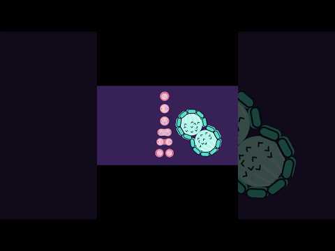 Mitosis vs. Meiosis: Explained in 60 Seconds #mitosis #meiosis #biology #celldivision #science #cell