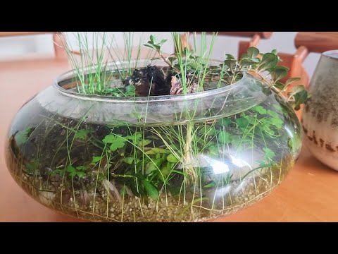 Mini Crystal Pond - Update