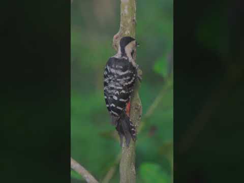 Fulvous woodpecker | Bhitarkanika National Park #birds #nature #wildlifephotography #bhitarkanika