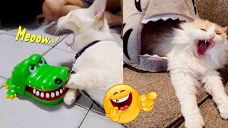 SO FUNNY.!🤣 8 minutes of funny cat videos that really make you laugh 😹 ~ Funny cats on Tiktok 2023