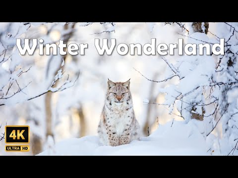 Mesmerizing Winter Wonderland in 4K • Scenic Relaxation with Meditation Music
