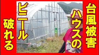 台風被害　ハウスのビニール破れる　丹波の農業ユーチューバーが台風被害の現場をレポート