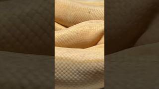 Lazy Balls #ballpython #snake #reptiles #animals #royalpythons