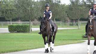 SOLD! - Promise ISF, Star, by Glamourdale, Hacking Out