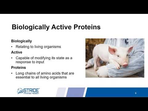 Oral Plasma Support In Horses - By Stride Animal Health