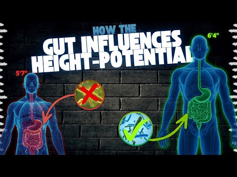 How the gut-microbiome decides your height-potential