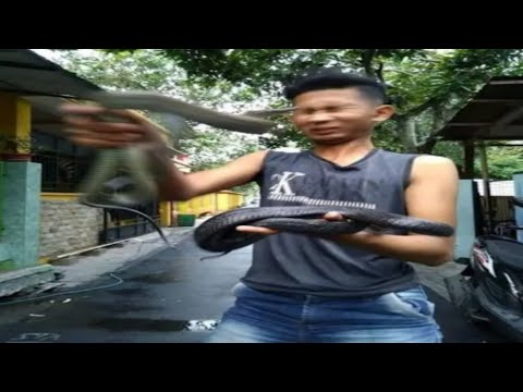 Kumpulan meme absurd yang saya temukan ketika memelihara hewan #16