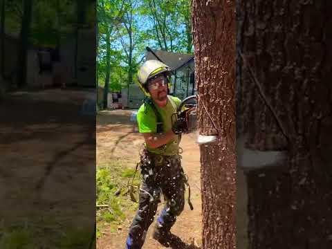 CATCH THIS! Face Cut Toss #shorts