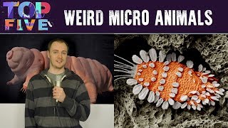 Top 5 Weirdest Looking Micro Animals