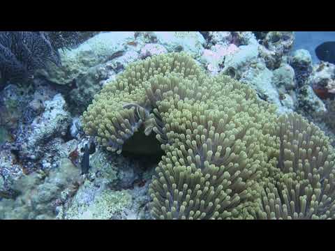Anemones and Clown Fish on Bligh Reef Pinnacle Top