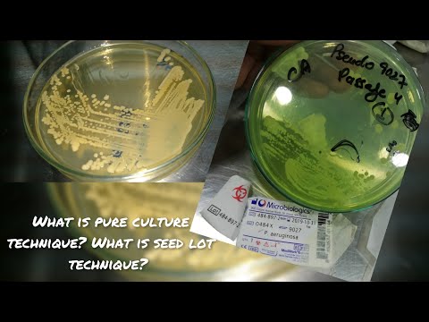 Pure culture technique and Seed lot technique | What is pure culture and seed lot technique??