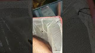 silver dolar