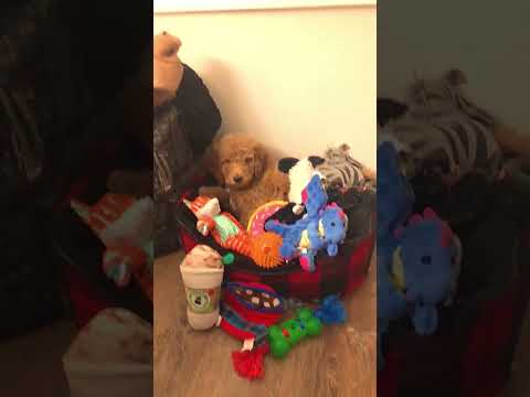 Real Goldendoodle Puppy?    #cute #dogs #viral