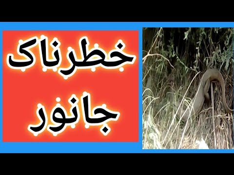 how to ek danger janwar | ek khatarnak janwar by Ali Hassan bozdar