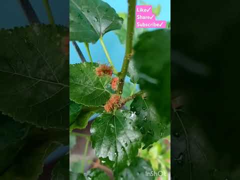 #malberry #gardening #malberryfruit#berries #newsong