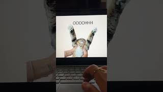 Who said PowerPoint can't be for cats too #Powerpoint #Flipbook