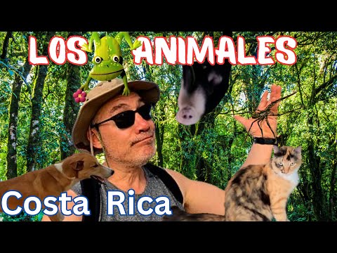 The Animals of Costa Rica.  Los Animales de Costa Rica [Great for Spanish Teachers]