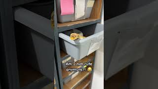 Hi!! What are you doing?  Got any food for me? #feedingtime #ballpythons #reptileshorts